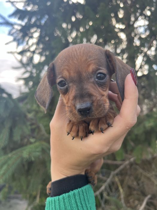 Такса дівчинка