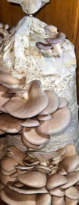 Свіжі Гриби Глива(вешенка)