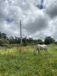 Egua russa pontuada