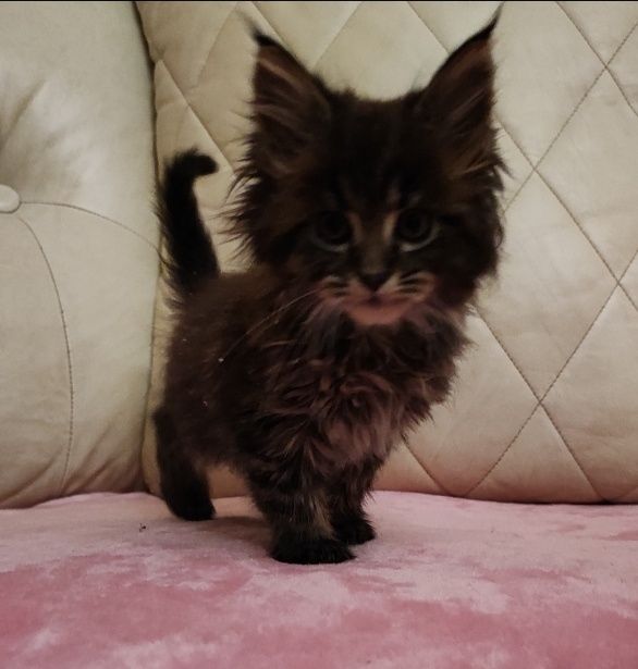Maine Coon dziewczka 1600zl