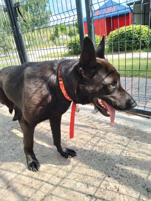 Te psiaki czekają na domy tymczasowe - pomóż!