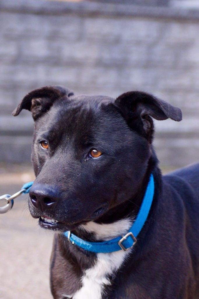 Frugo- mix amstaff szuka domu