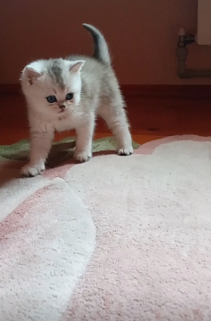 Срібна шиншила страйт