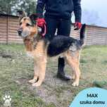 Max pilnie szuka domu!