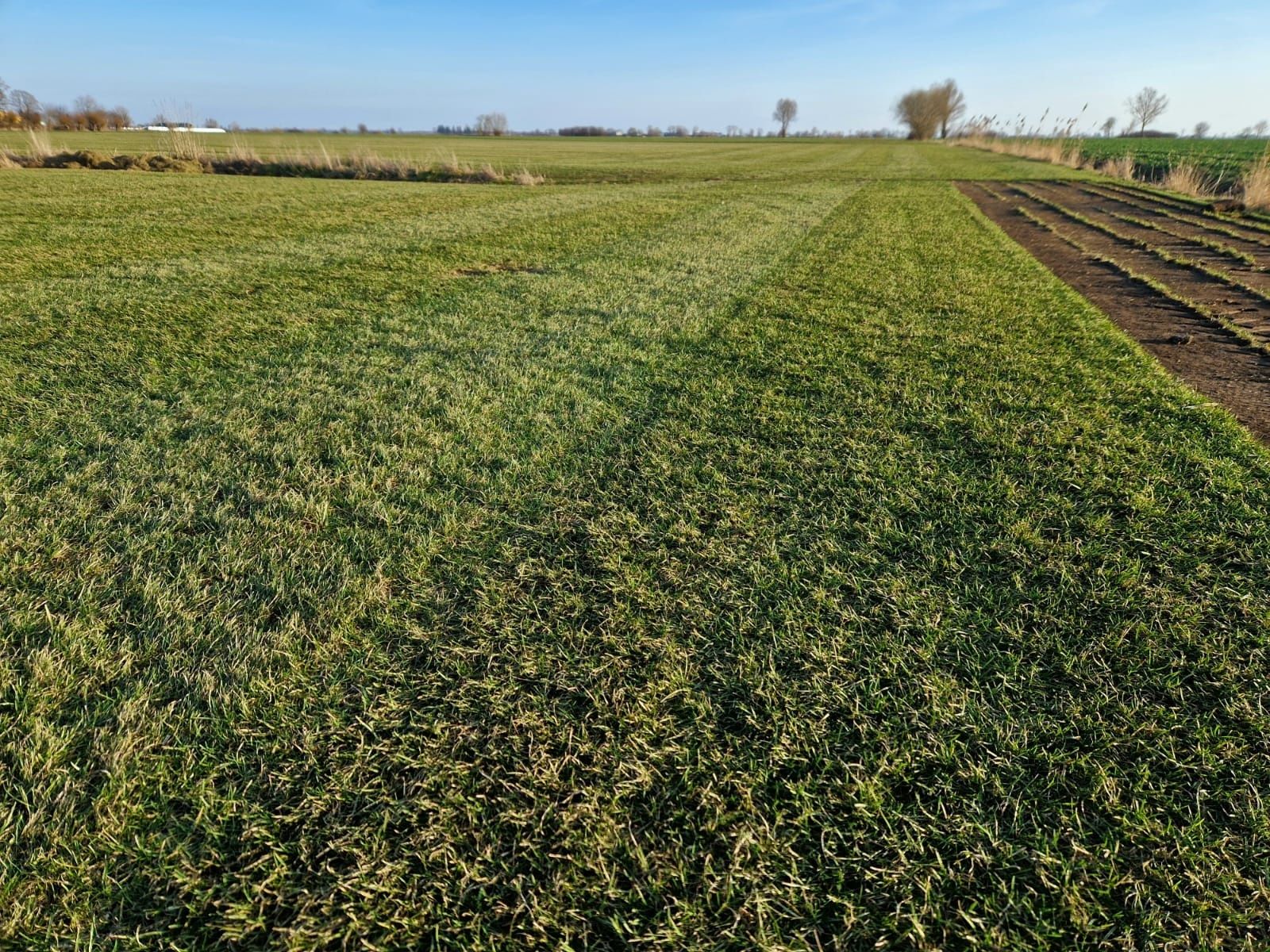 Trawnik w rolce / Transport / Producent Roll_Grass