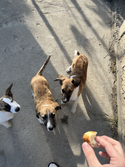 Отдадим щенков в хорошие руки