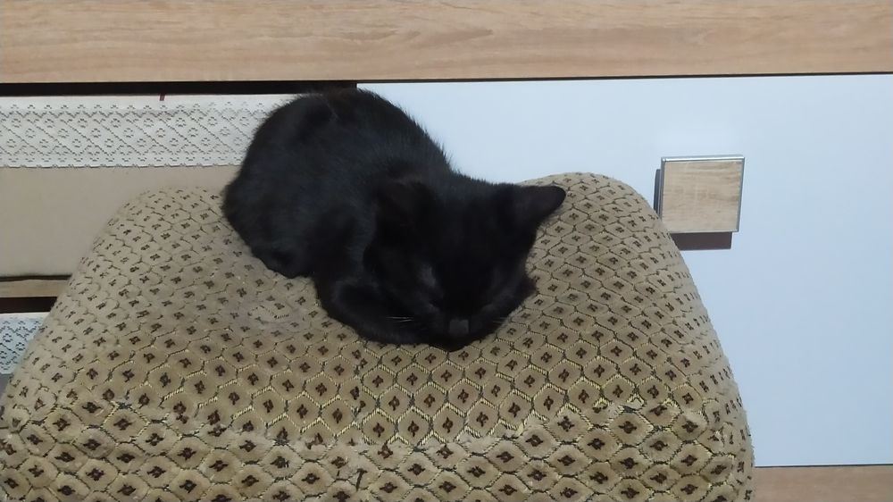 Кошенята в добрі руки