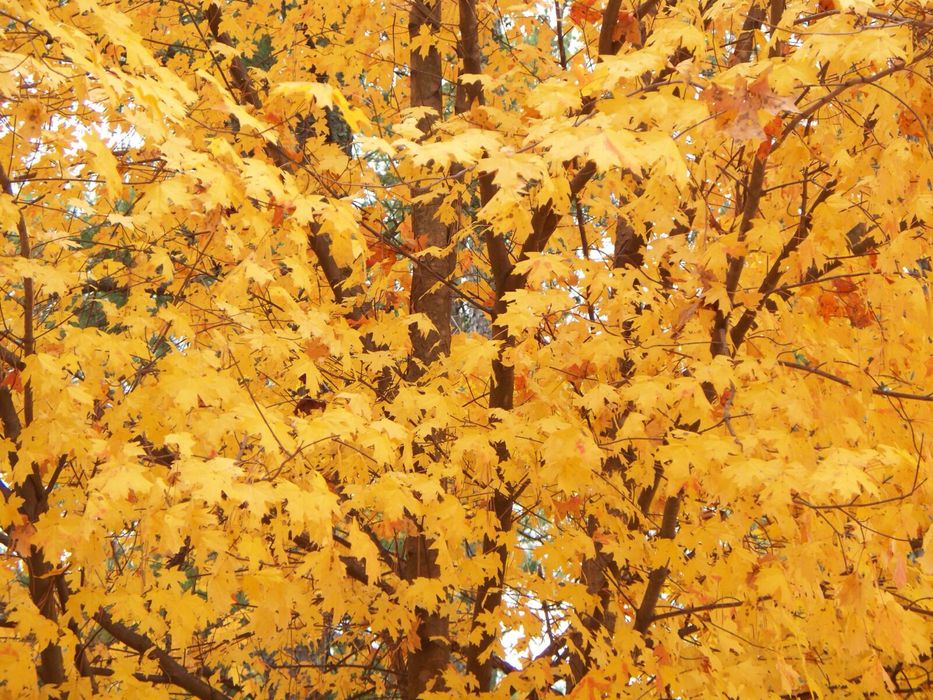 Цифровий Фотоапарат - Kodak EasyShare / M320 / 9.2 MegaPixel