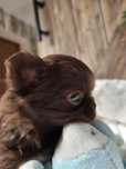 Chihuahua suczka czekoladowa długowłosa