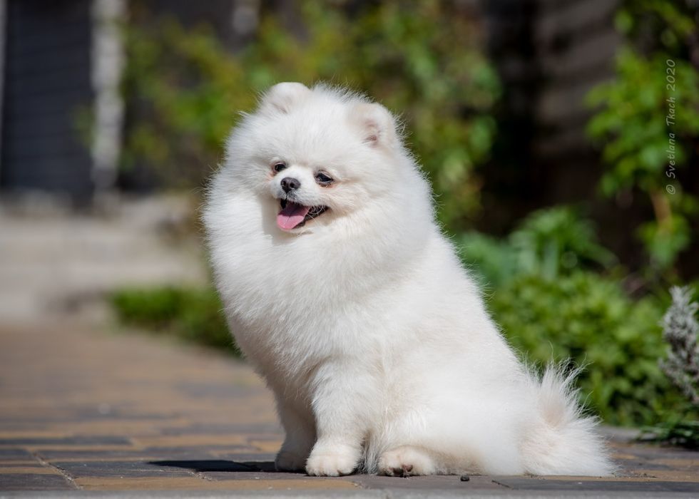 Померанские мальчики для вязок.