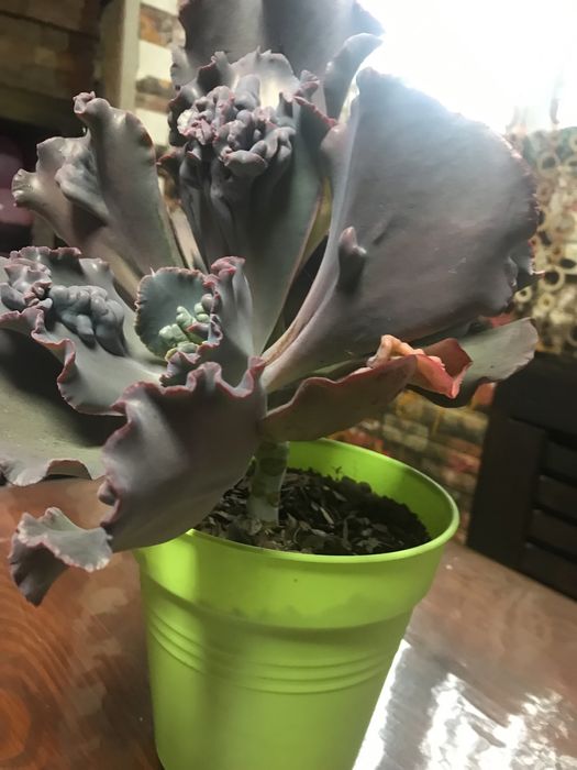Суккулент Echeveria Ragamuffin ечеверія Рагамафін двуголова