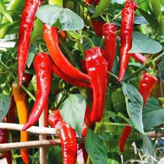 Розсада гострого перцю Пломінь - Халапеньо