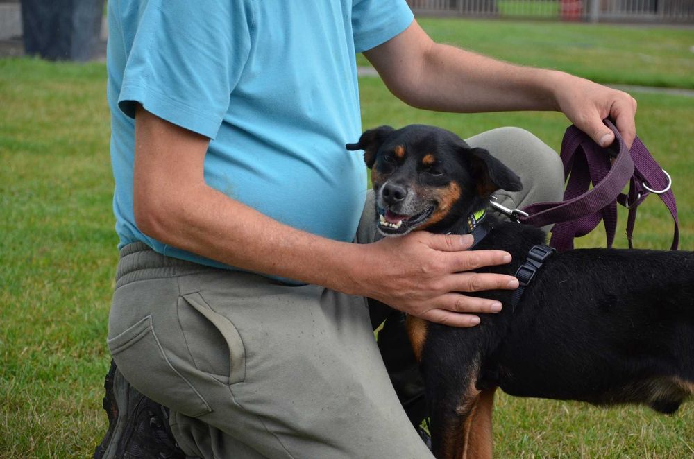 Uśmiechnięty Odi szuka domu ADOPCJA