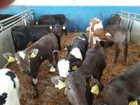 Jałówki HF na krowę, mleczne , Byczki, Jałówki Mięsne, Cielęta dowóz