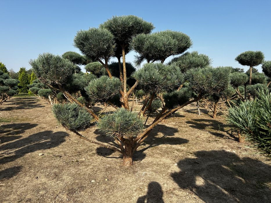 Bonsai-Niwaki formowane sosna cis jałowiec. Laurowiśnia jodła szmaragd