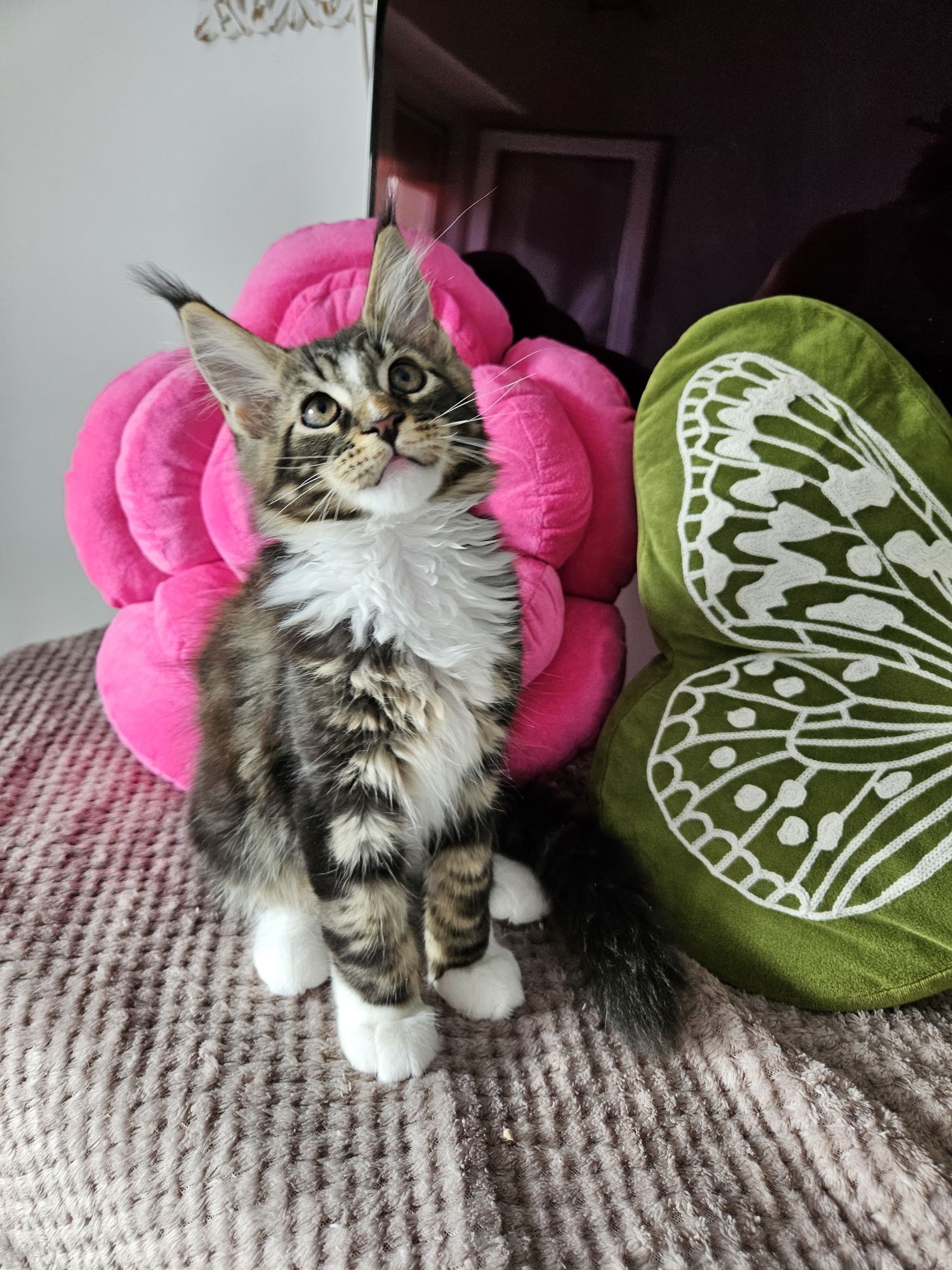 Piękny kocurek Maine Coon   ZAREZERWOWANY