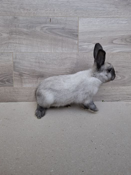 Królik miniaturka samiczka młoda szara