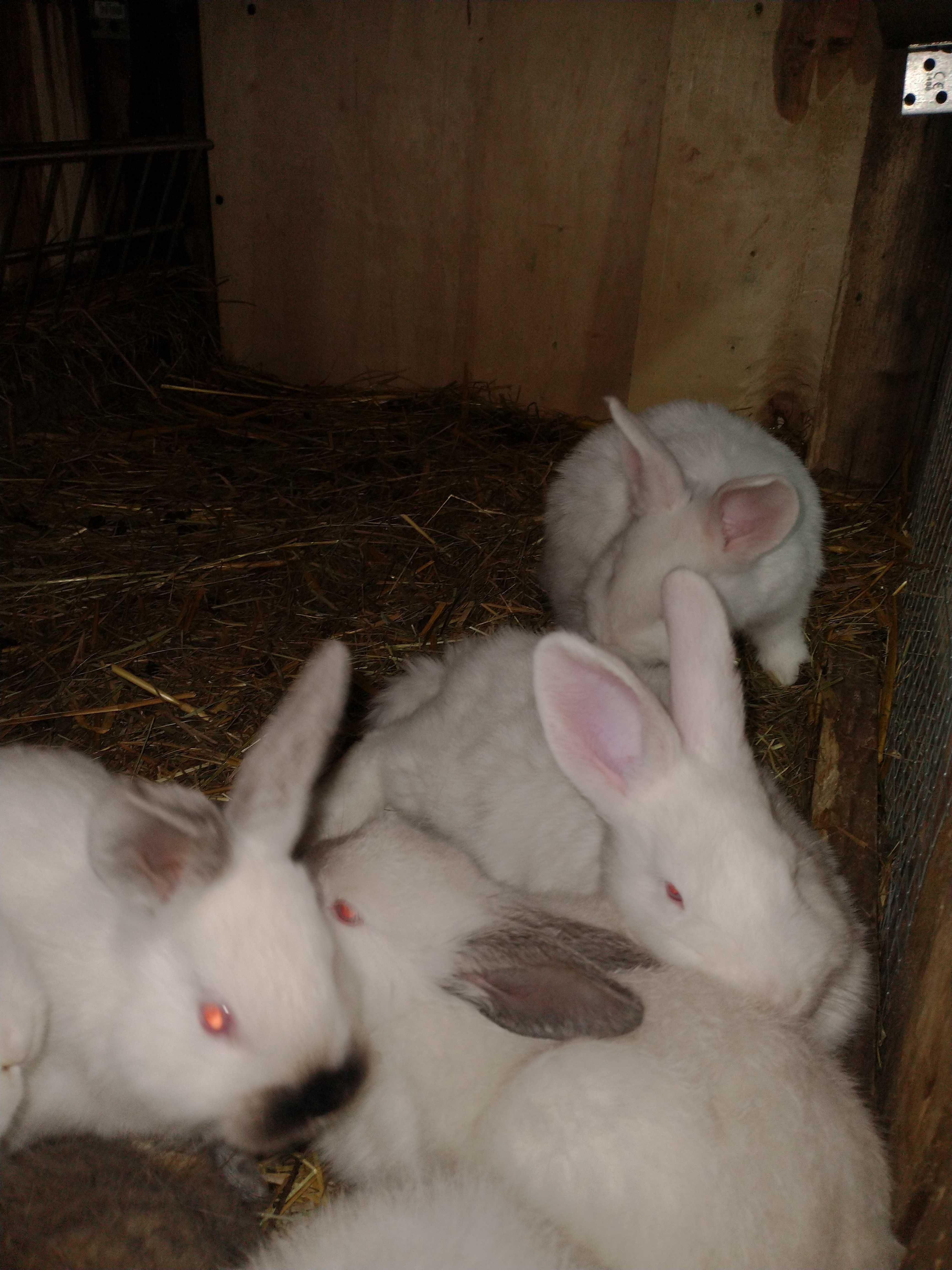 Młode króliki wiedeński biały i kalifornijskie