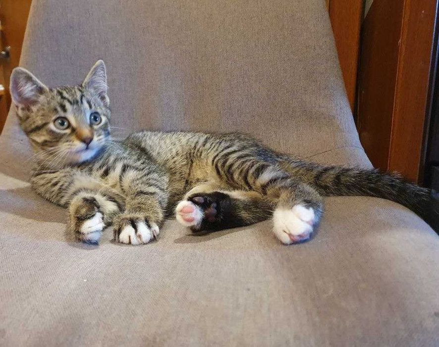 Кошенята шукають відповідальні родини