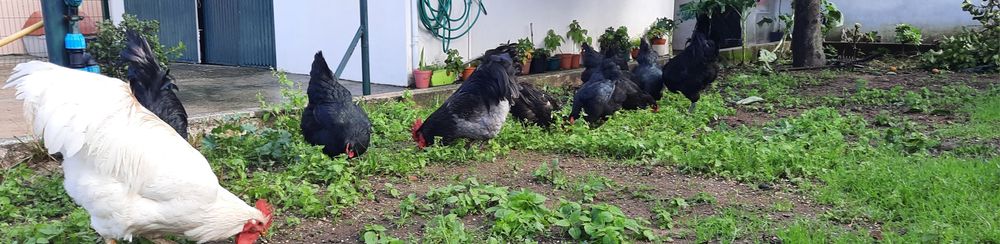 Ovos galados Jersey gigante negros e azul