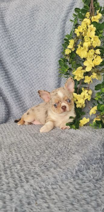 Excelente mini Chihuahua/Chiuaua de Qualidade. Lunhagem Russa