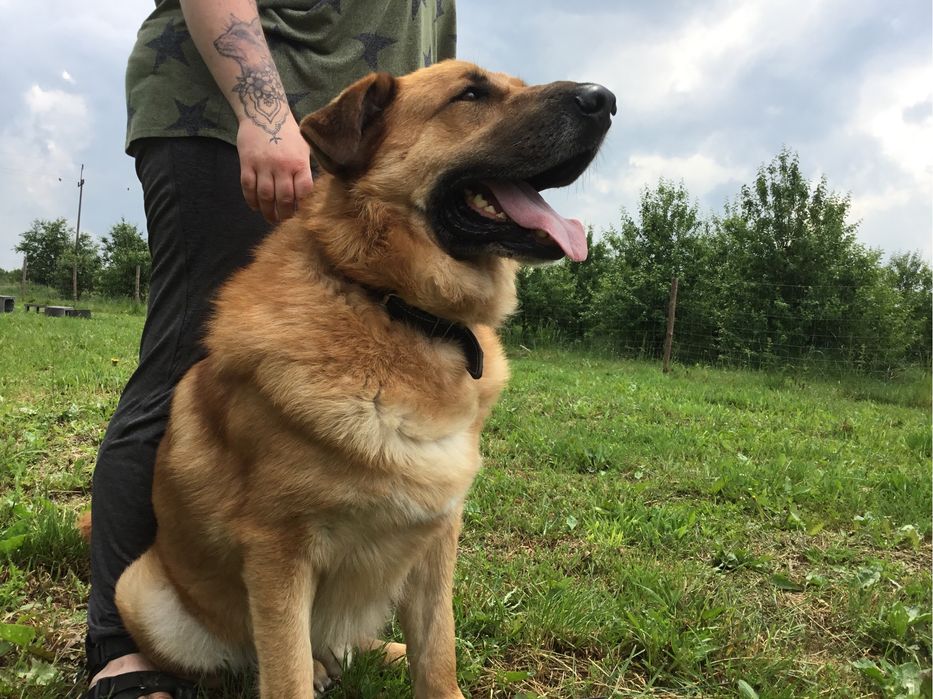 Rufi - 50-kilogramowy wspaniały pies do adopcji