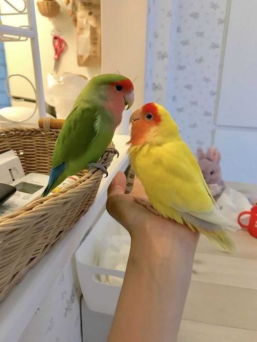 Rossicolers domésticados /Agraponis selvagem