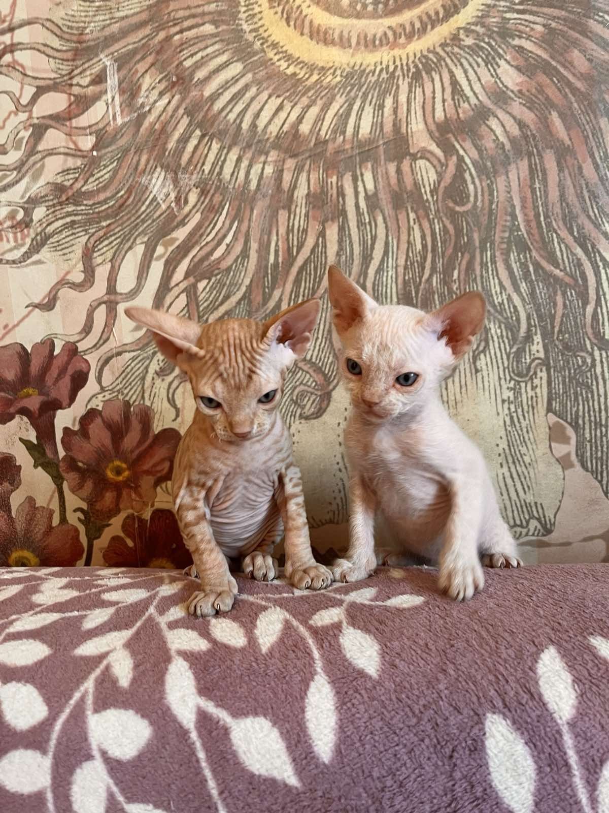 Котята Девон Рекс