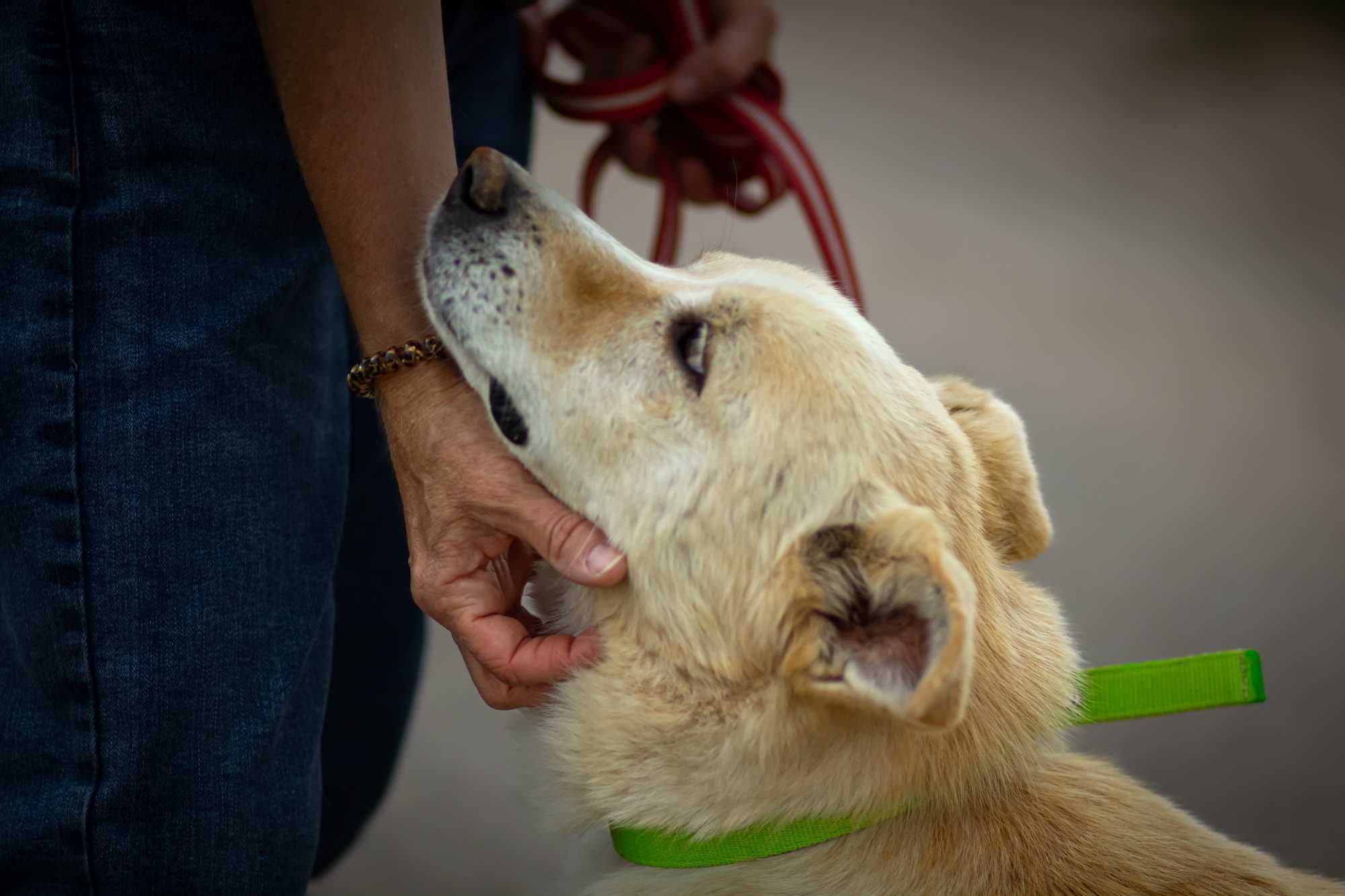 Delikatny psiak do adopcji!