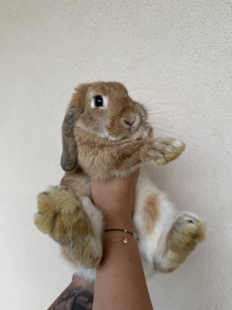Samiczka Mini Lop