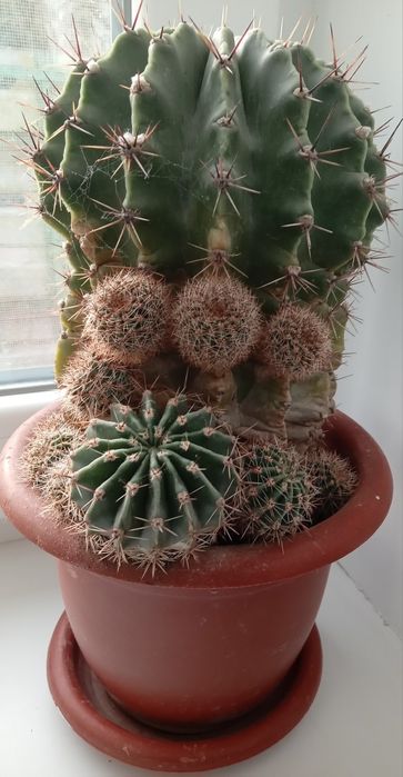 Цветы комнатные недорого,оптом дешевле.