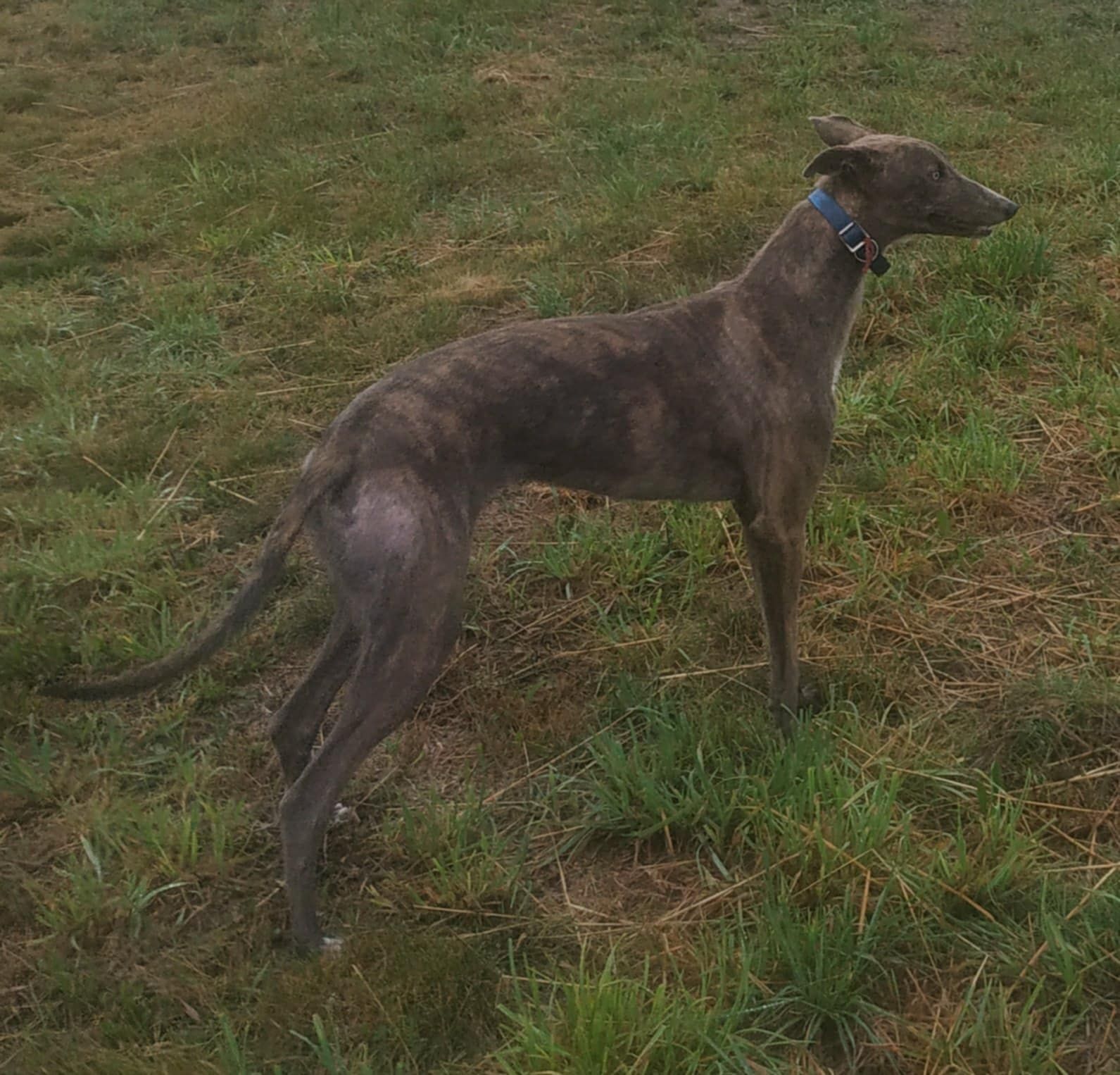 Chart Greyhound suka