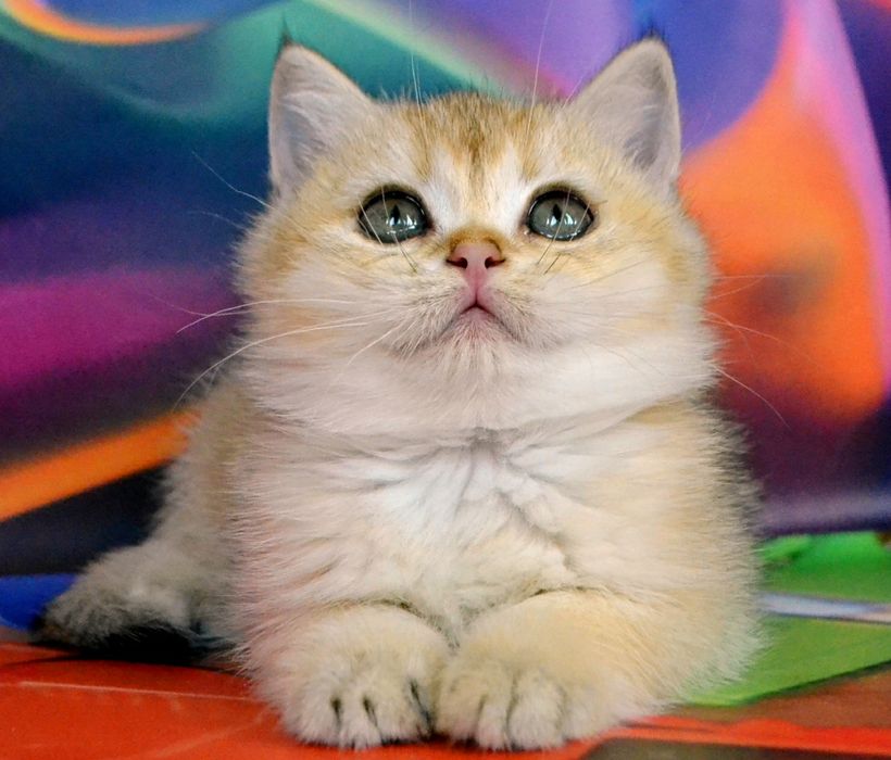 Породистые британские золотые ny 11 ny 12 шиншиллы