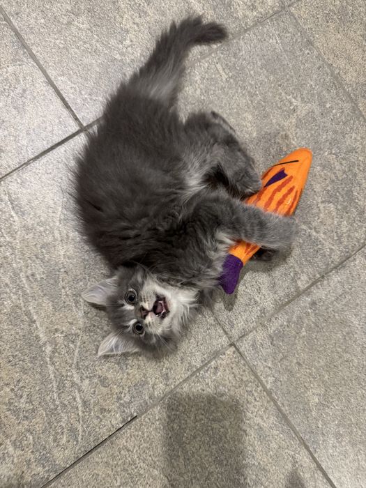 Мейн-Кун Мальчик с Гривой Blue Silver Tabby ,котята