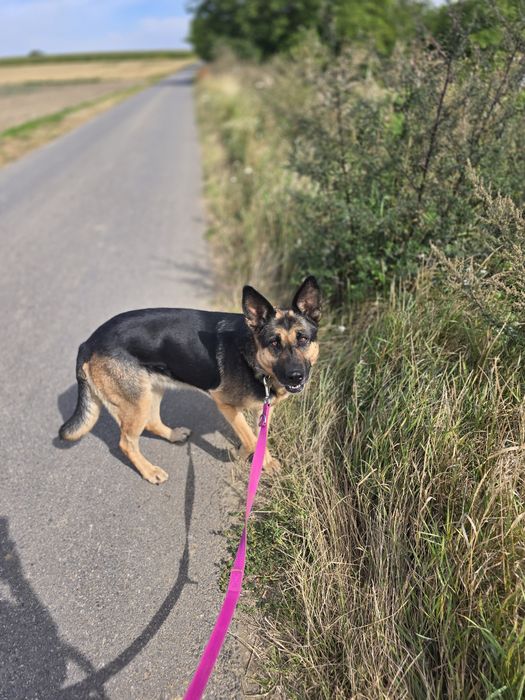 Dżina w typie owczarka