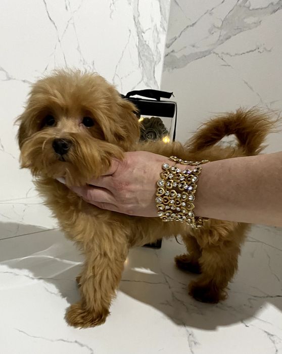 Мальтіпу хлопчик F1