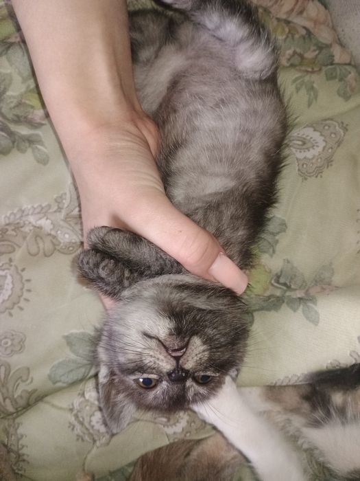 Віддам кішку в добрі руки