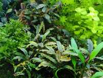 Bucephalandra - roślina akwariowa