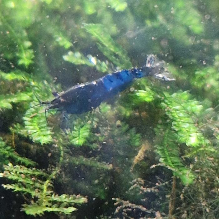 Neocaridina davidi (Var. Blue Dream)