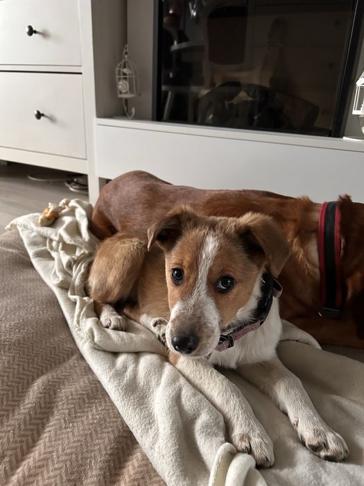 pies szczeniaczek suczka do oddania w trybie natychmiastowym