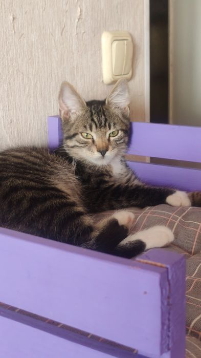 Отдам котенка мальчика