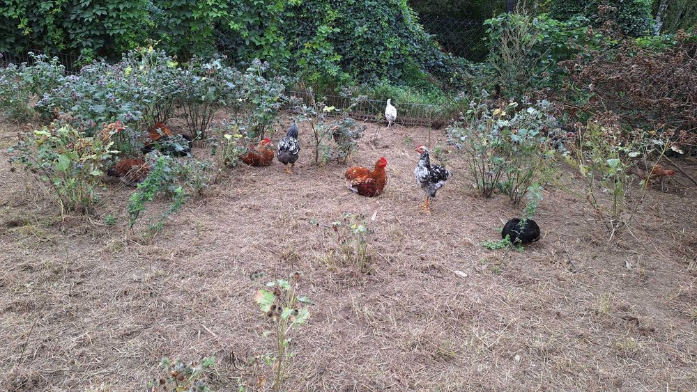 Młode koguty kolorowe 25 zł