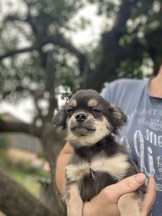 Щенки померанский шпиц и чихуахуа