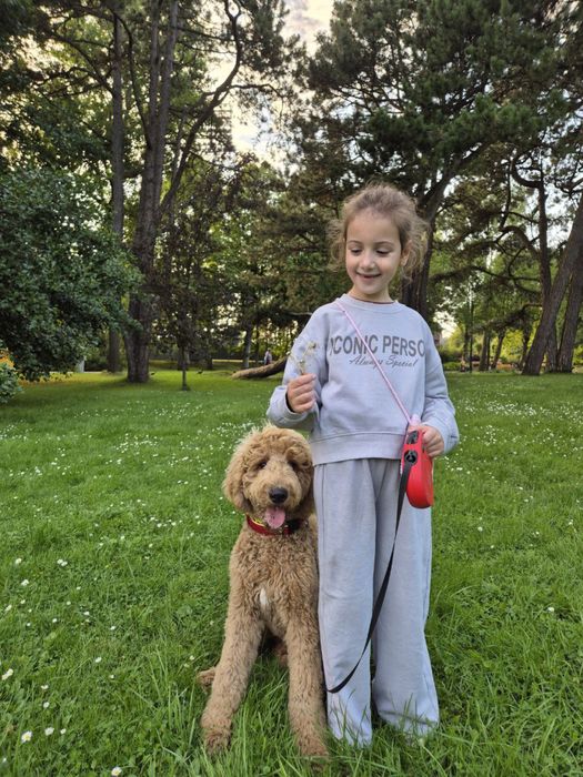 Лабродудлі чекають на шкіряних!