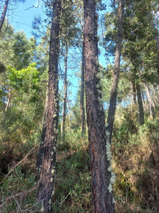 Cendo mata ou os pinheiros