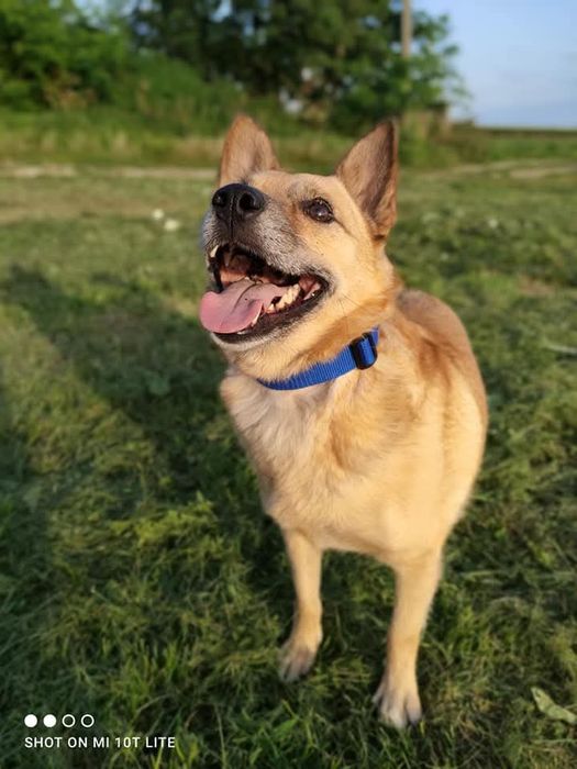 Gwizdek czeka na adopcje