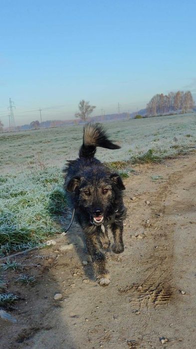 Fred czeka na dom