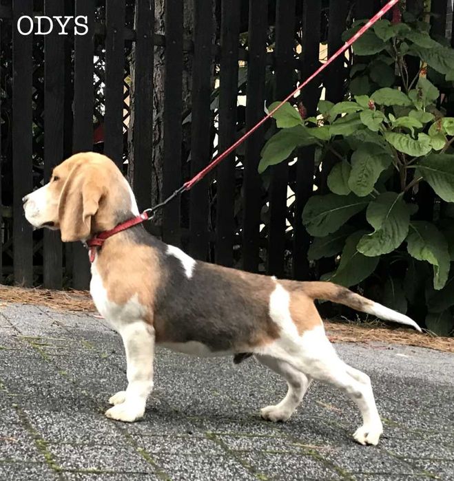 Beagle Bigle szczenię rodowodowe - piesek ZKwP / FCI