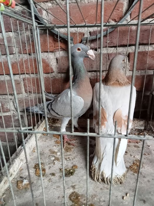 Gołębie rzeszowski rzeszowskie