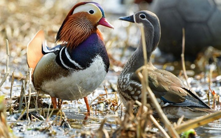 Patos mandarim deste ano